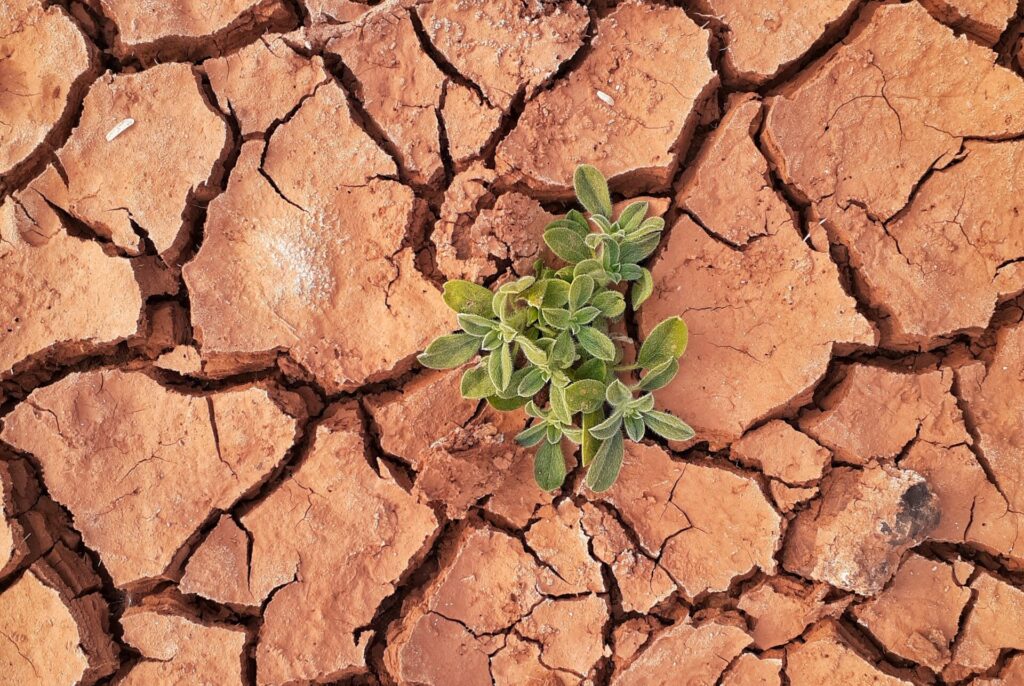 Coltivare il futuro: Sand to Green rivoluziona l'agricoltura nel deserto