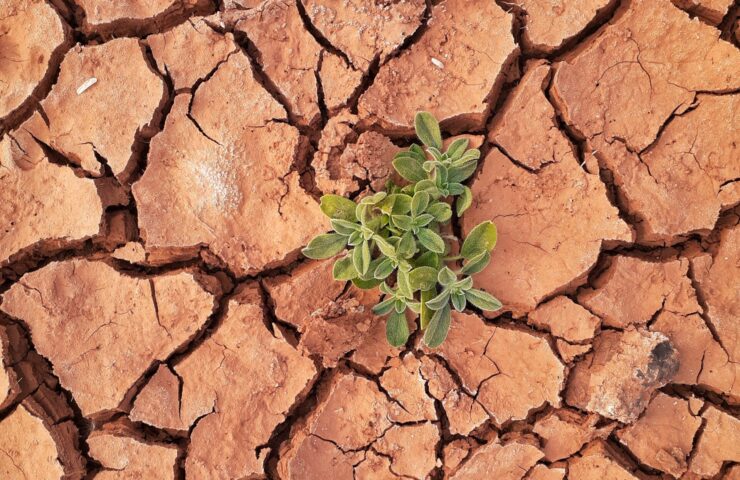 Coltivare il futuro: Sand to Green rivoluziona l'agricoltura nel deserto